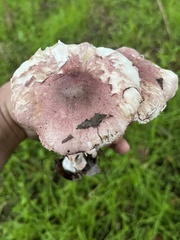 Lepiota decorata
