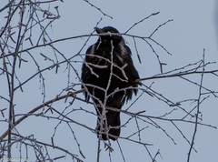 Corvus cornix × corone