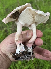 Lepiota decorata