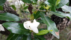 Gardenia urvillei