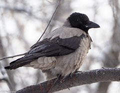 Corvus cornix