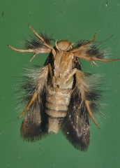 Zatrichodes horrifica