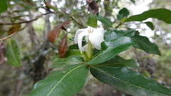 Gardenia urvillei
