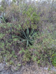 Agave aurea