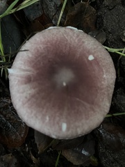 Lepiota decorata