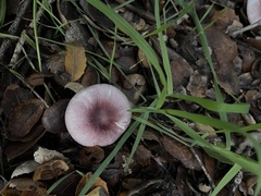 Lepiota decorata