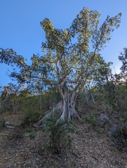 Ficus petiolaris palmeri