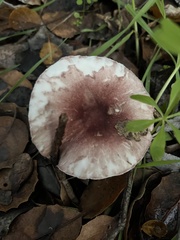 Lepiota decorata