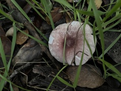 Lepiota decorata