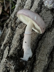 Lepiota decorata