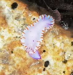 Mexichromis macropus