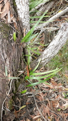 Pyrrosia confluens