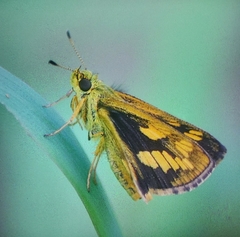 Potanthus omaha