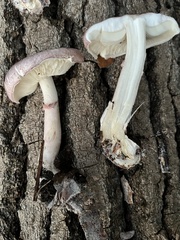 Lepiota decorata