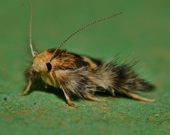 Zatrichodes horrifica