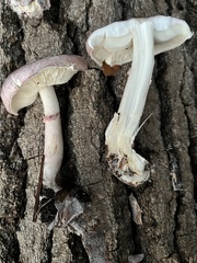 Lepiota decorata