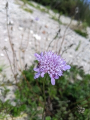 Scabiosa incisa