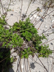 Scabiosa incisa