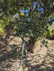 Quercus brandegeei