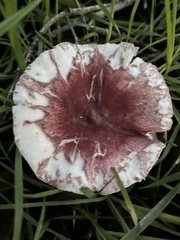 Lepiota decorata