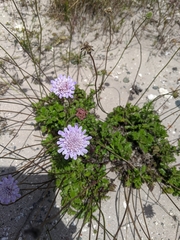 Scabiosa incisa