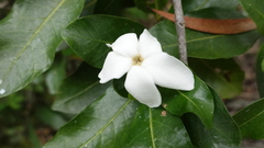 Gardenia urvillei