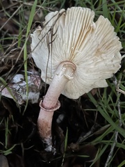 Lepiota decorata
