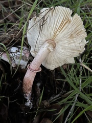 Lepiota decorata