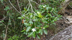 Gardenia urvillei