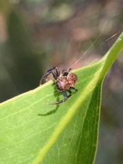Cymbacha
