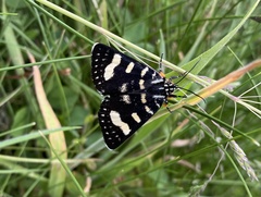 Phalaenoides tristifica