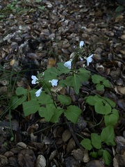 Cardamine californica