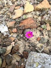 Mammillaria blossfeldiana