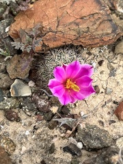 Mammillaria blossfeldiana