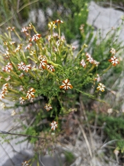 Jamesbrittenia albomarginata