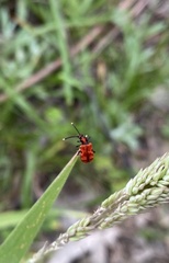 Lemodes coccinea