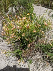 Jamesbrittenia albomarginata