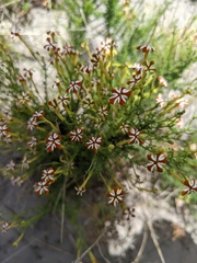 Jamesbrittenia albomarginata