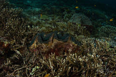 Tridacna gigas
