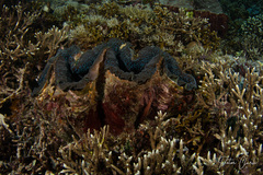 Tridacna gigas