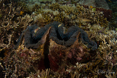 Tridacna gigas