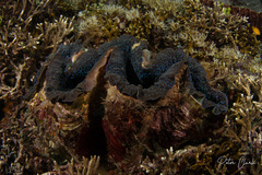 Tridacna gigas