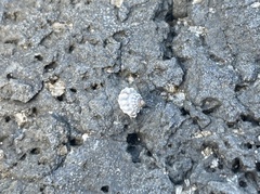 Nodilittorina pyramidalis