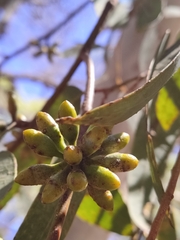 Eucalyptus accedens
