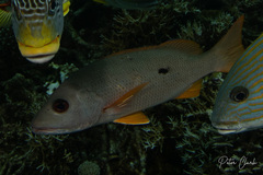 Lutjanus monostigma