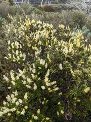 Orites lancifolius