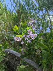 Solanum africanum