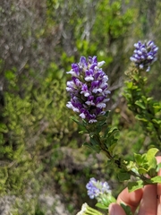 Psoralea bracteolata
