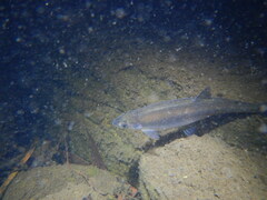 Australian Grayling photo 1