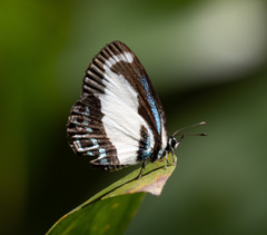 Psychonotis caelius